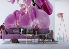 AG Design Fialová orchidej, fototapeta, 360 x 270 cm