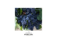 Chateau Purcari Moldavské červené víno Purcari 1827 - Pinot Noir de Purcari 2020