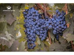 Armenia Wine Arménské červené víno Takar Areni 2020