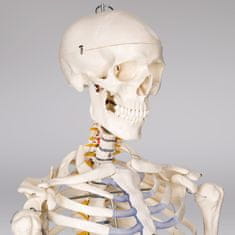 tectake Anatomický model lidská kostra 180 cm