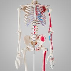 tectake Anatomická kostra s označením svalů