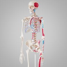 tectake Anatomický model lidská kostra 180cm s označením svalů a kostí