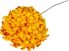 Chryzantéma vosková - žlutočervená (14 cm) - 24 ks