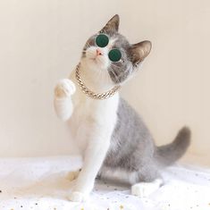 Korbi Hračkové brýle pro psa nebo kočku, zelené