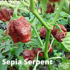 Agricola Fontana Velice pálivý krém z chilli papriček Sepia Serpent, 90 g