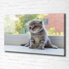 Wallmuralia Foto obraz canvas Malá kočka u okna 100x70 cm