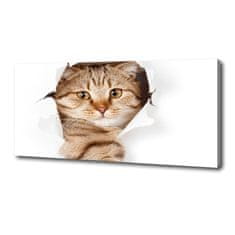Wallmuralia Foto obraz canvas Kočka 125x50 cm