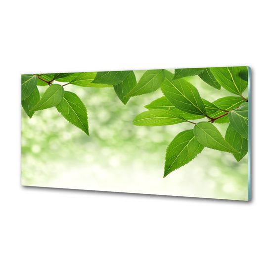 Wallmuralia Panel do kuchyně Zelené listí
