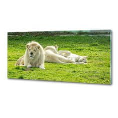 Wallmuralia Dekorační panel sklo Béžové lvy 125x50 cm