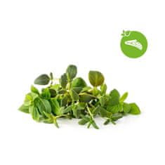 Click and Grow Mix Italských bylin, kapsle se semínky a substrátem 9ks