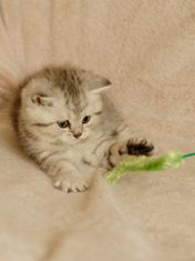 Hračka pro kočky a koťata teaser zelený chlupatý klásek, podlouhlý.