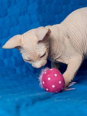 Japan Premium Hračka pro kočky a koťata “Míč s přírodním peřím” a šantou kočičí