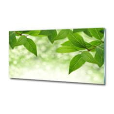 Wallmuralia Foto obraz skleněný horizontální Zelené listí 125x50 cm 2 úchytky