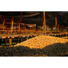 COFFEEDREAM Káva na filtr ETIOPIE SIDAMO BOMBE - Hmotnost: 1000g, Typ kávy: Zrnková, Způsob balení: běžný třívrstvý sáček, Stupeň pražení: pražení na FILTR ( světlé )