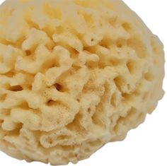 Adonis Mořská houba CHALUTIER 9-10 cm 