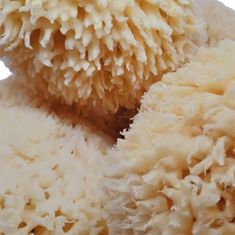 Mořská houba CHALUTIER 13-14 cm 