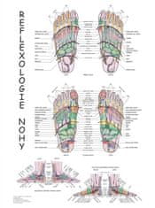 MH Star Reflexologie nohy - plakát