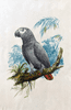 Originál akvarel v kliprámu papoušek šedý (žako)